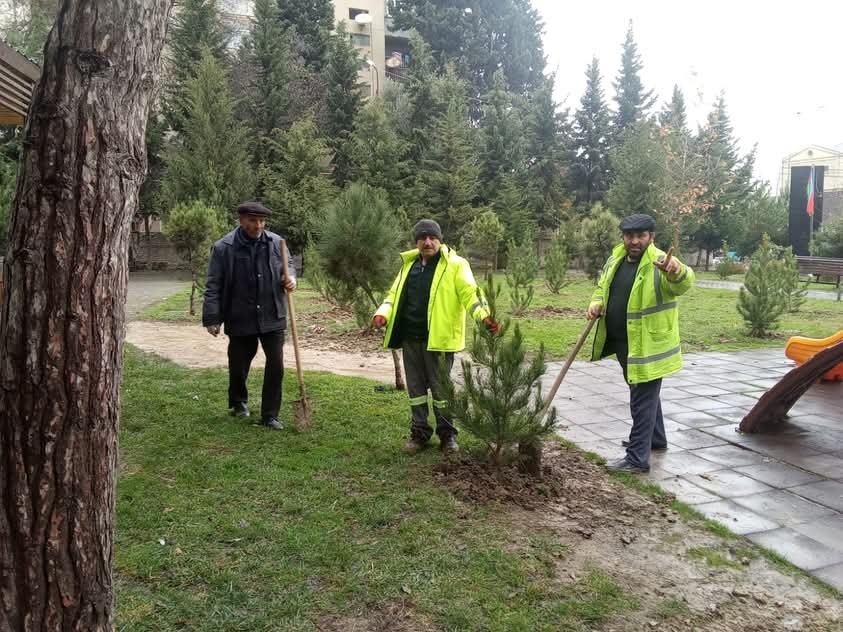 Xətai rayonunda daha bir ağacəkmə aksiyası keçirildi - FOTOLAR